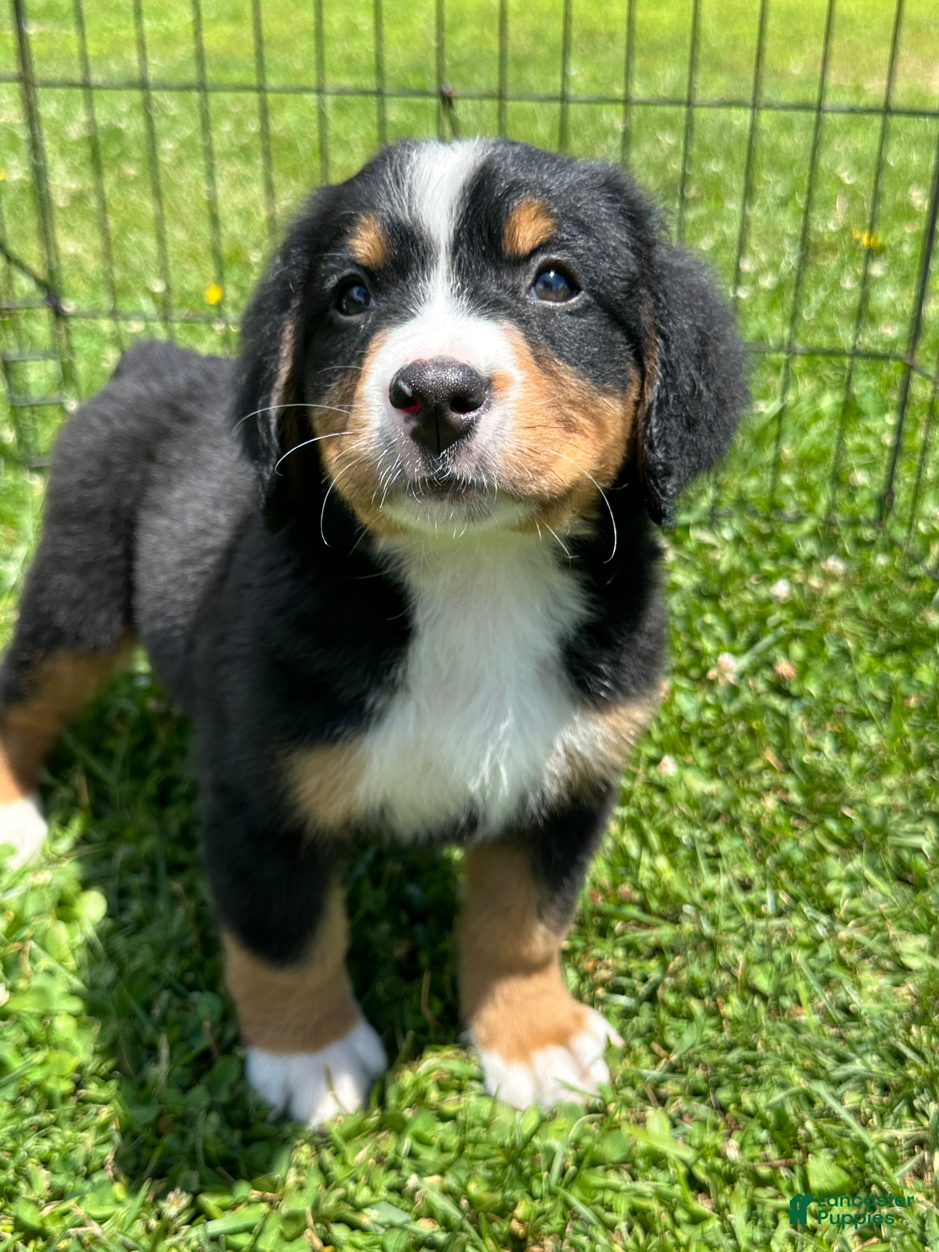 Bernese Mountain Dog dogs Berner bunch - Ad 2