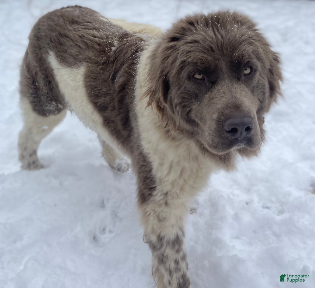 Mixed Breed dogs for sale: Stevie OFA DNA  - Ad 9