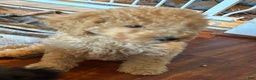 Goldendoodle dogs for sale: Goldendoodle Puppy 1 - Ad 3