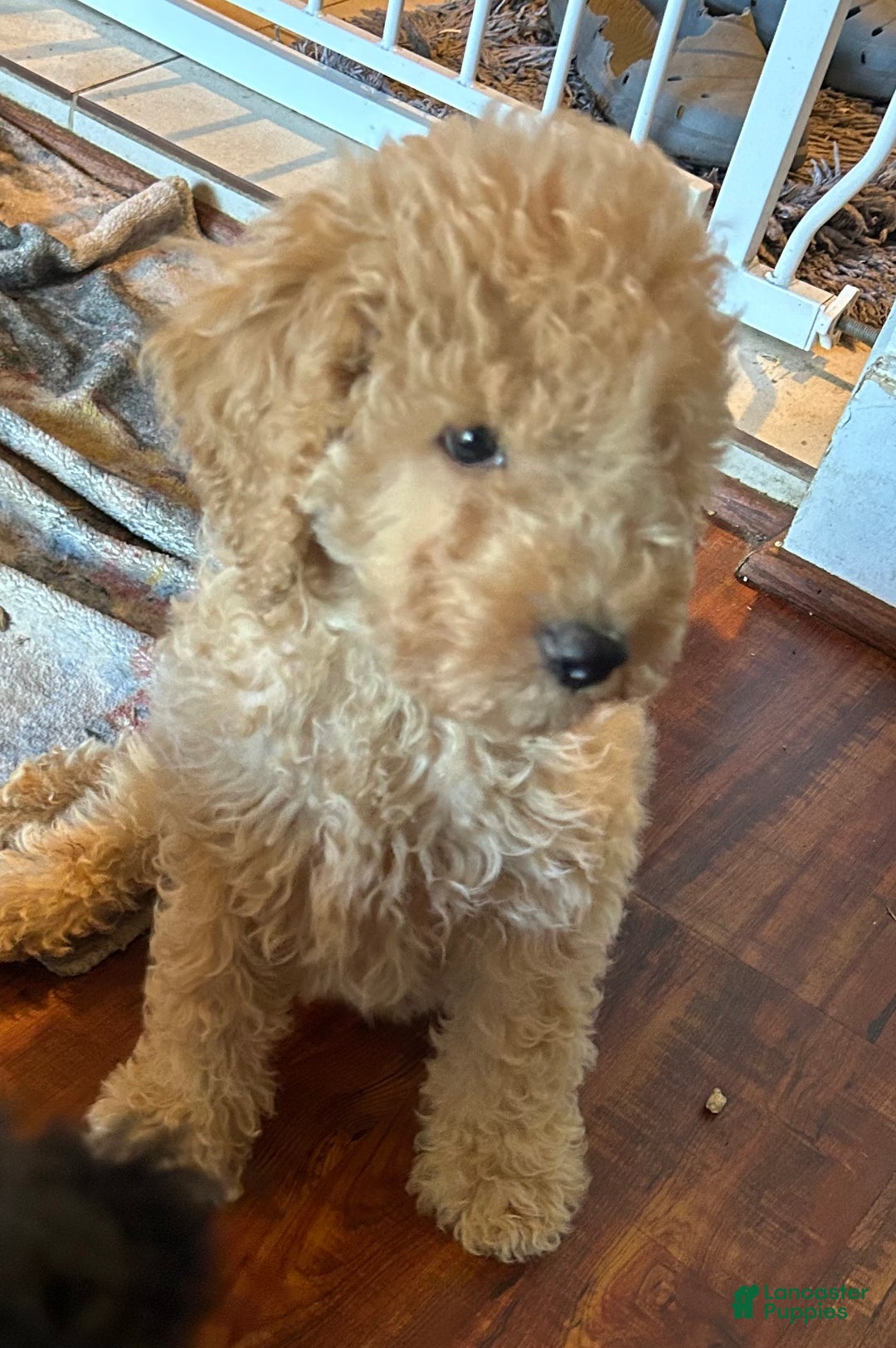 Goldendoodle dogs for sale: Goldendoodle Puppy 1 - Ad 3