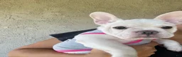 French Bulldog dogs for sale: Snowcake - Ad 4