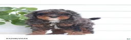 Cavapoo dogs for sale: Malix - Ad 1