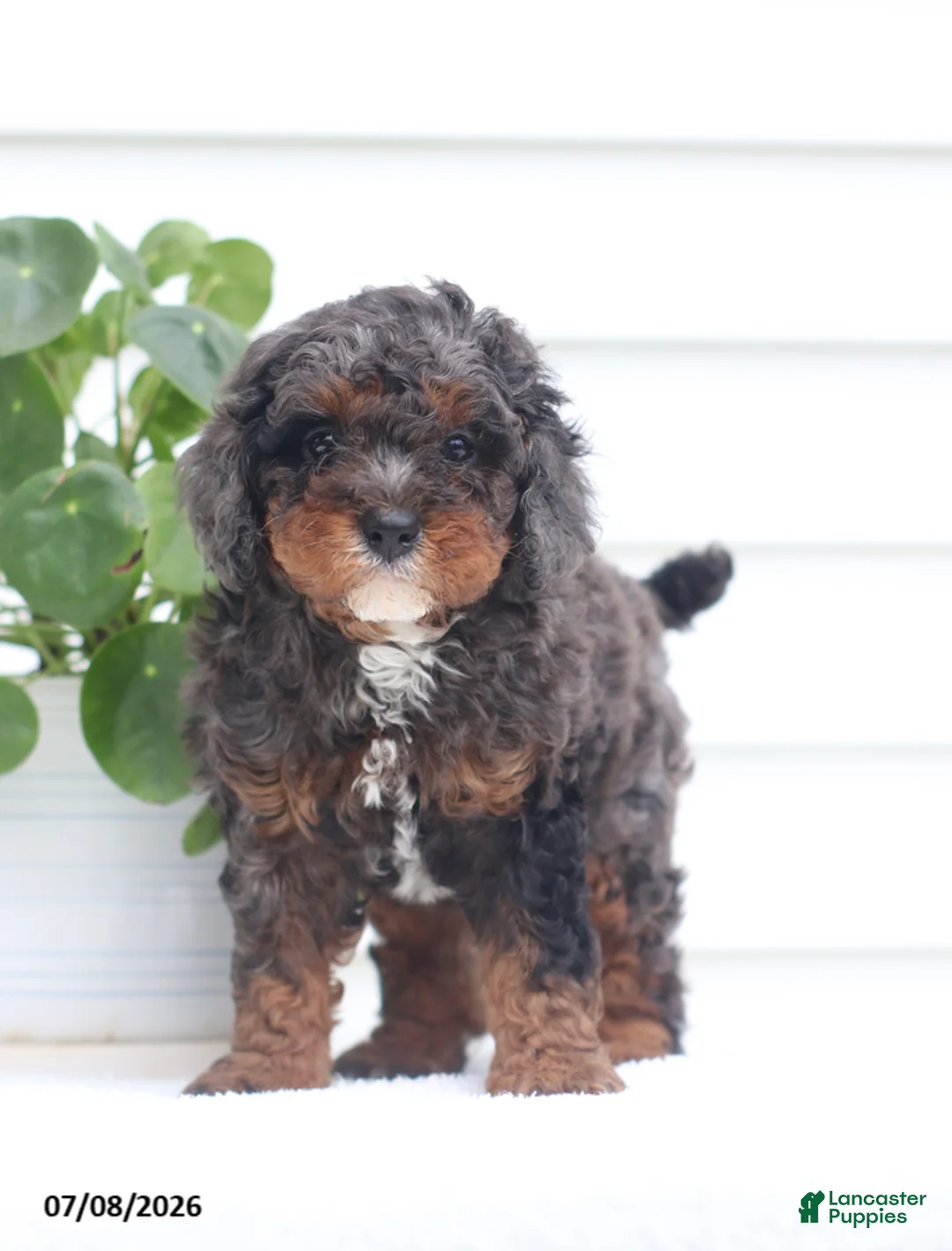 Cavapoo dogs for sale: Malix - Ad 1