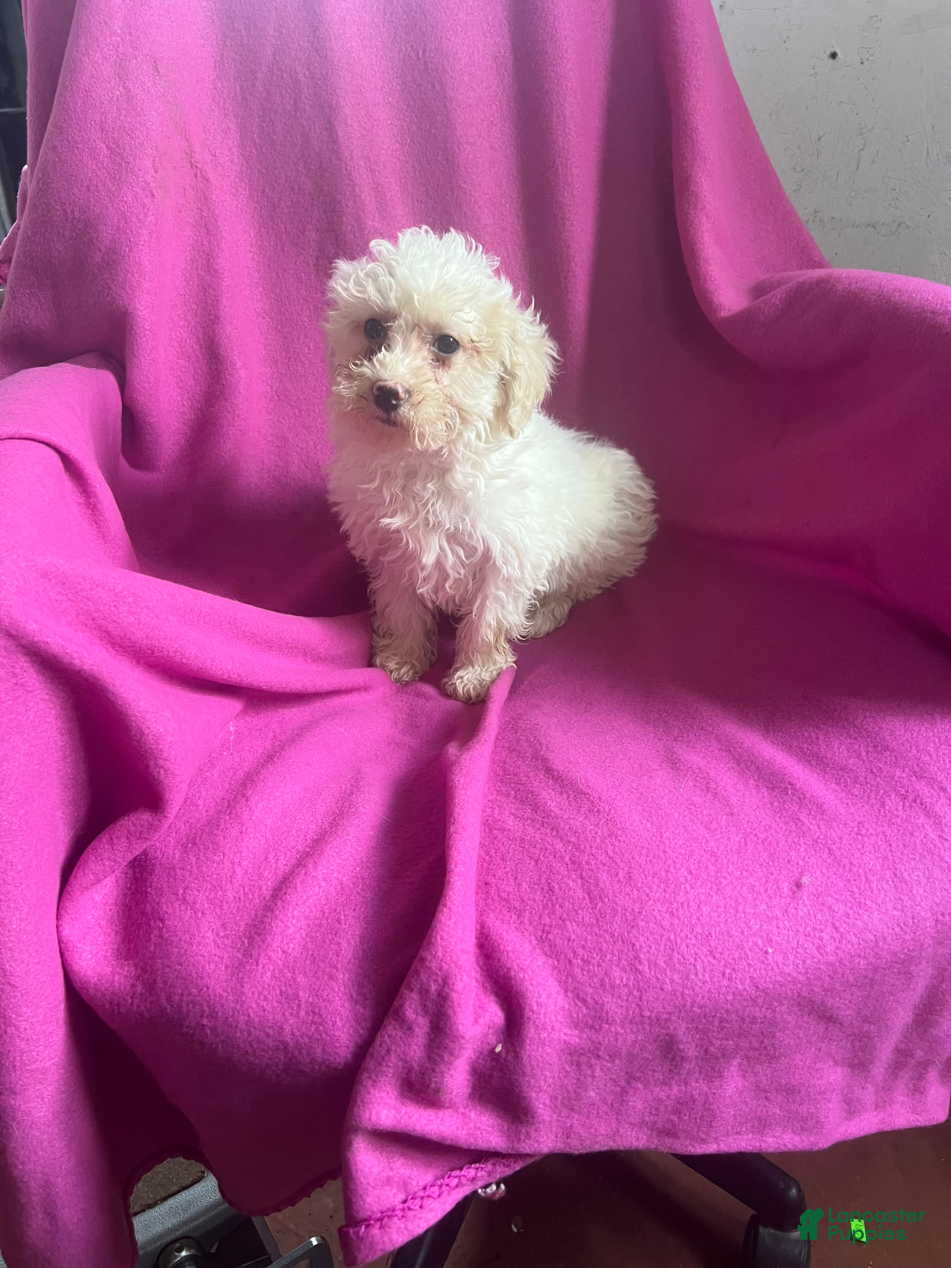 Toy Poodle dogs Kloie - Ad 14