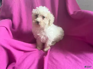 Toy Poodle dogs Kloie - Ad 9