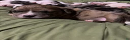 American Bully dogs for sale: American Bully Puppy 2 - Ad 2