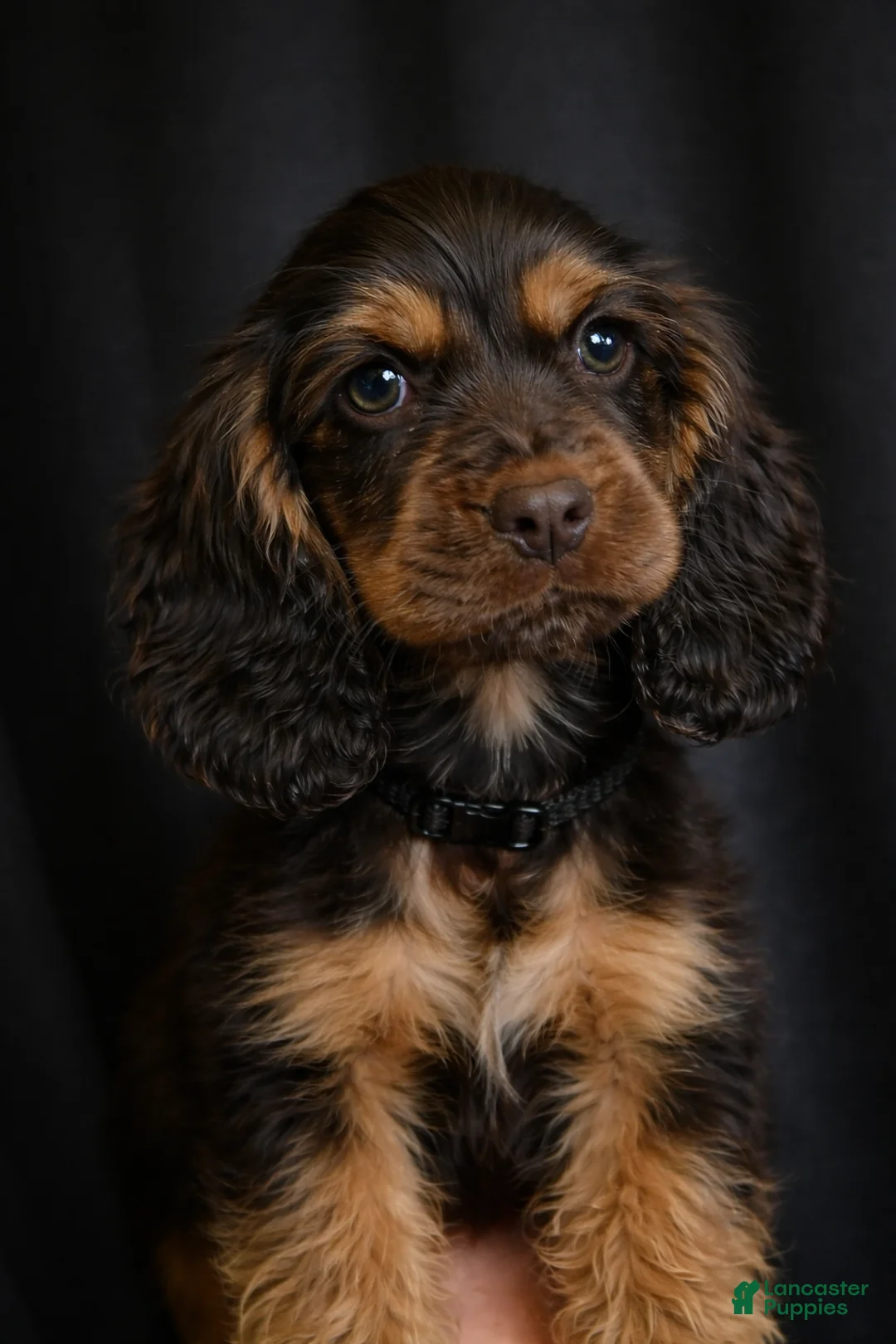 Cocker Spaniel dogs for sale: Mason - Ad 1