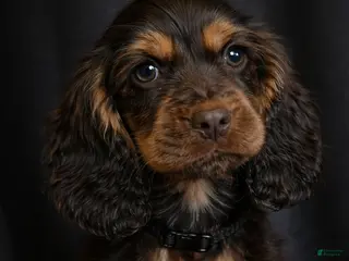 Cocker Spaniel dogs Mason - Ad 40