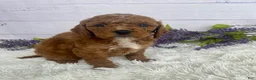Miniature Poodle dogs for sale: Toby - Ad 3
