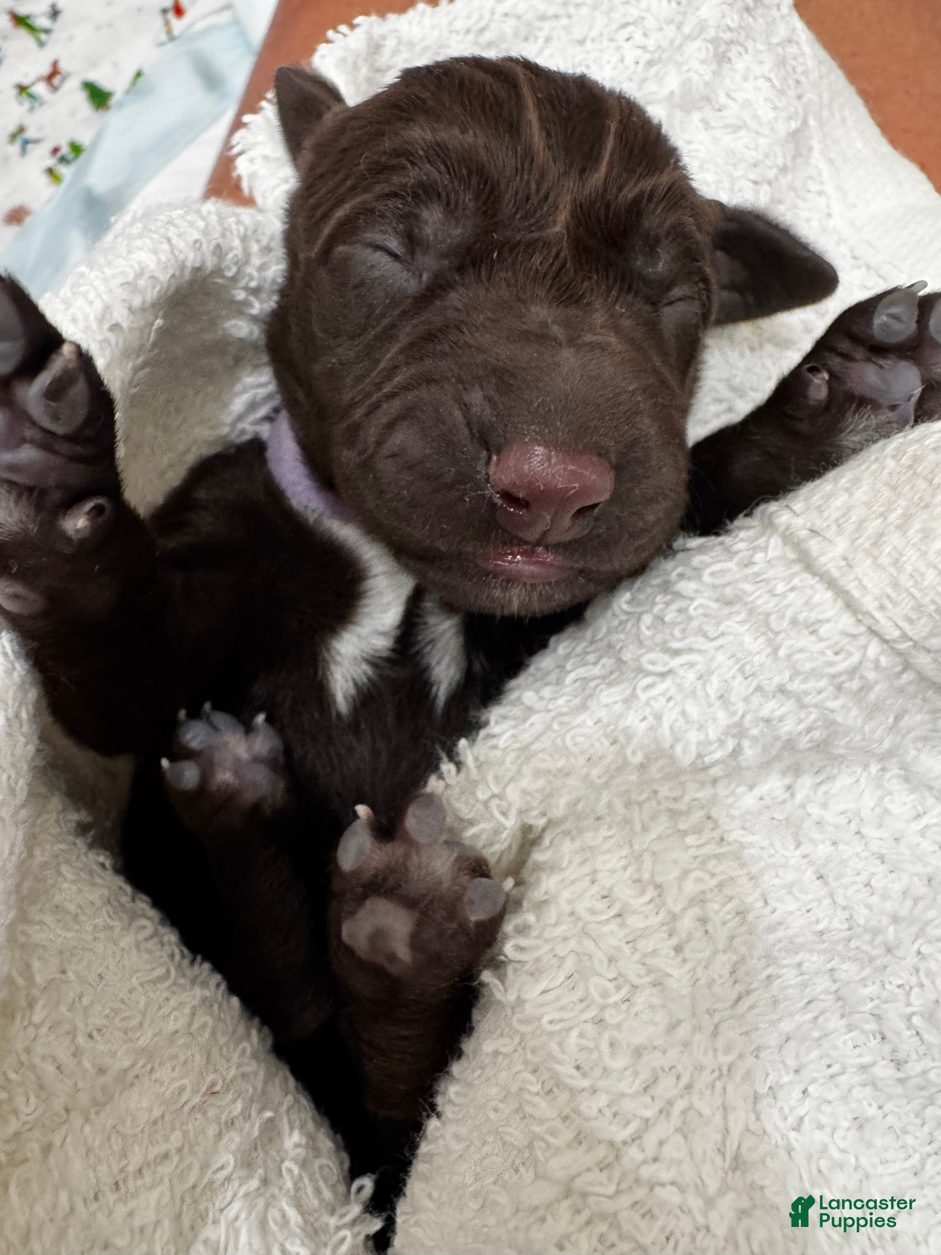 Mixed Breed dogs Violet  - Ad 1