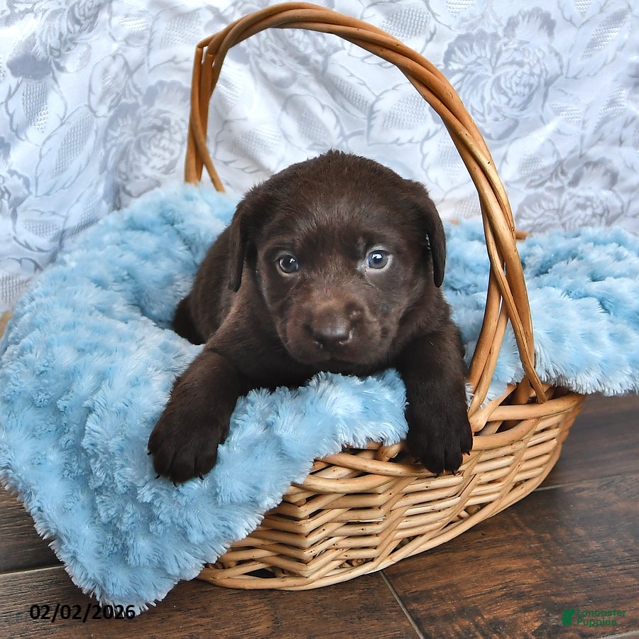 Labrador Retriever dogs Leroy - Ad 29