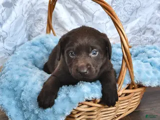 Labrador Retriever dogs Leroy - Ad 29