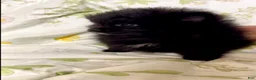 Pomeranian dogs for sale: Trinity  - Ad 13