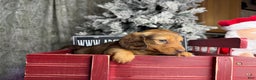 Miniature Dachshund dogs for sale: Green eyes- South african - Ad 10