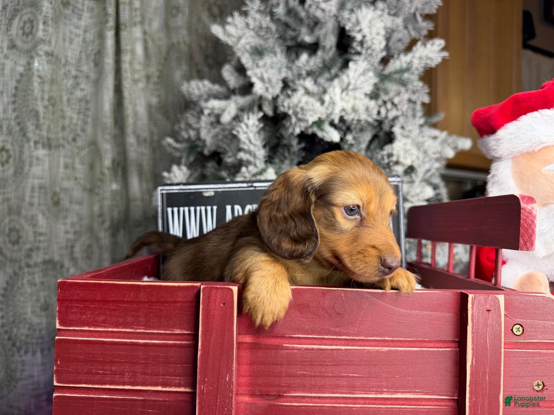 Miniature Dachshund dogs for sale: Green eyes- South african - Ad 10