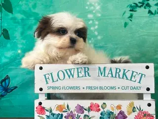 Shih Tzu dogs for sale: Peanut - Ad 1