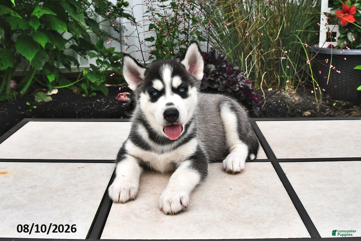 Siberian Husky dogs Kodiak - Ad 2