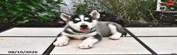 Siberian Husky dogs for sale: Kodiak - Ad 2
