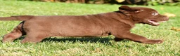 Labrador Retriever dogs for sale: Diesel - Ad 7
