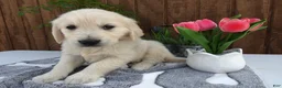Golden Retriever dogs for sale: Golden Retriever 3 Dillion - Ad 2
