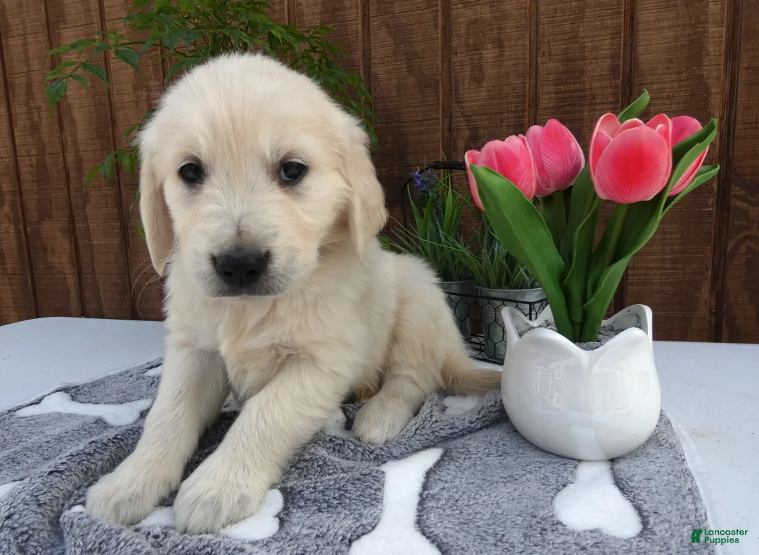 Golden Retriever dogs for sale: Golden Retriever 3 Dillion - Ad 2