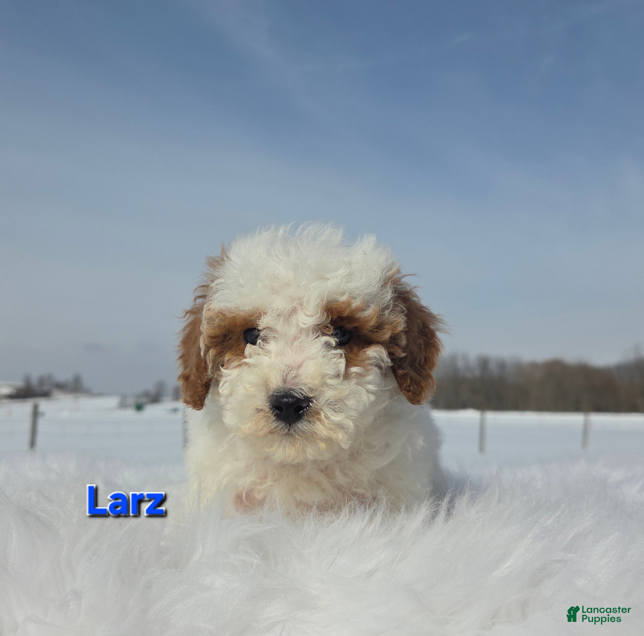 Miniature Poodle dogs Larz - Ad 41