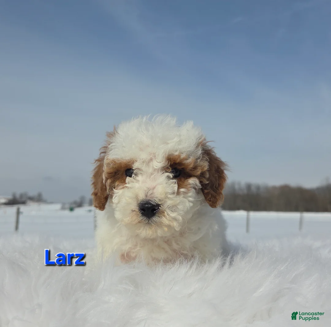 Miniature Poodle dogs for sale: Larz - Ad 1