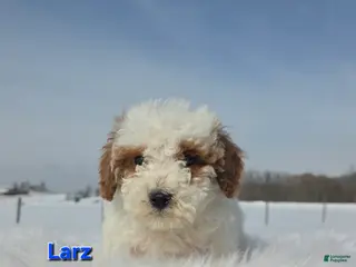 Miniature Poodle dogs Larz - Ad 41