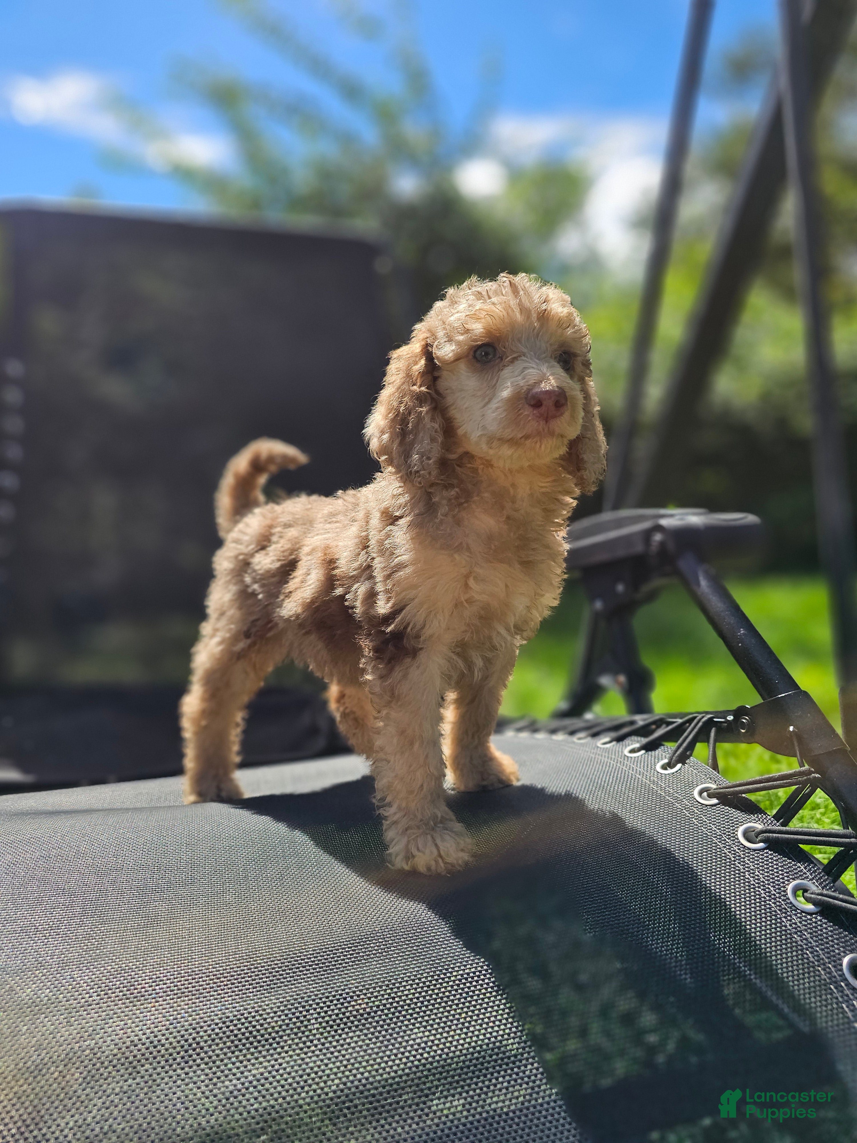 Standard Poodle