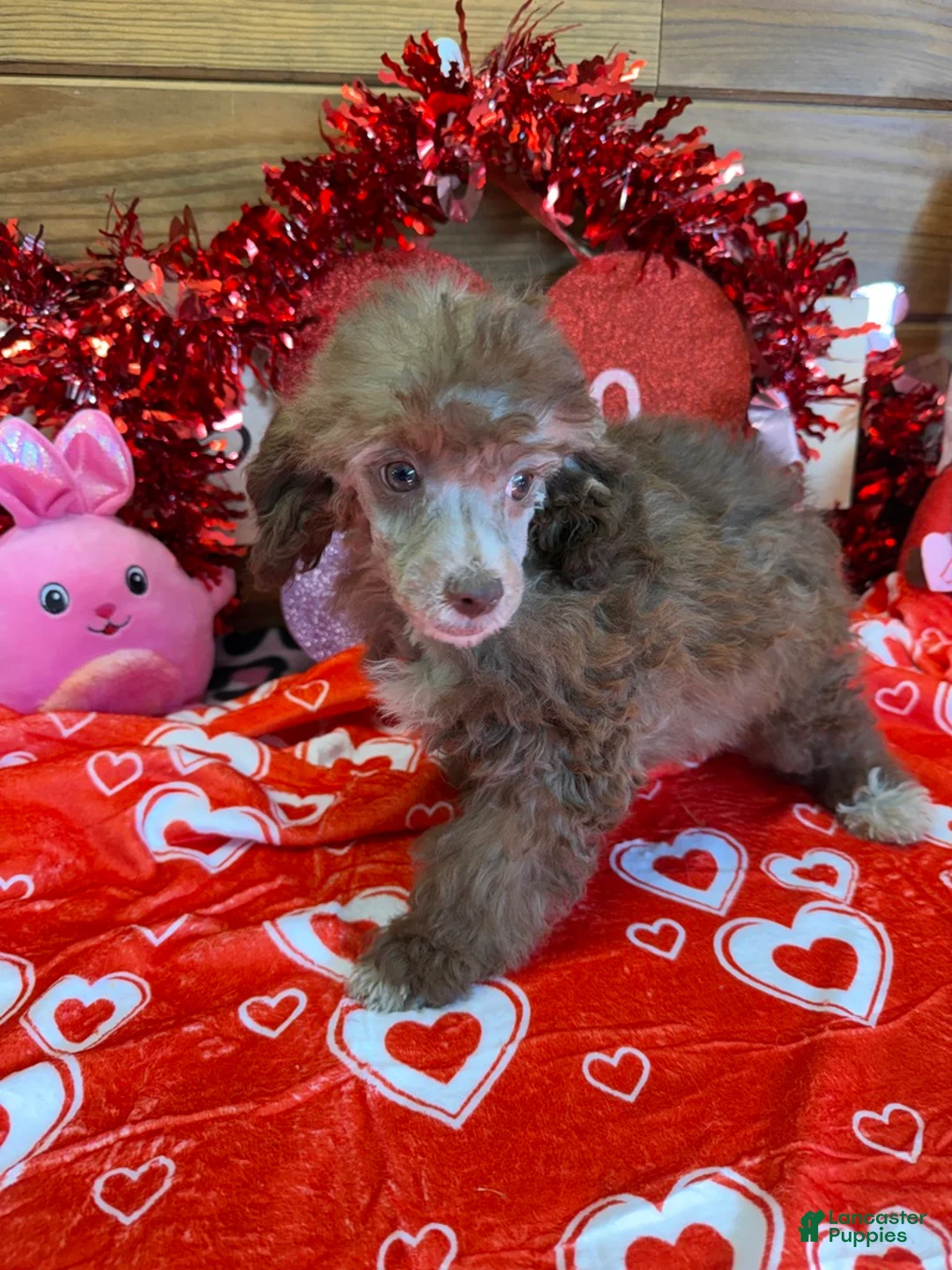 Toy Poodle dogs for sale: Boots - Ad 1