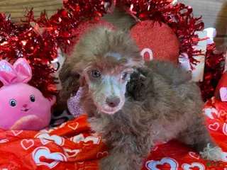 Toy Poodle dogs Boots - Ad 42