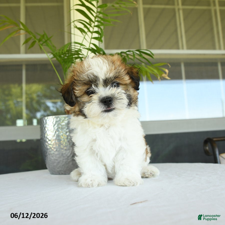 Teddy Bear dogs Kyle - Ad 2