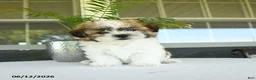 Teddy Bear dogs for sale: Kyle - Ad 2