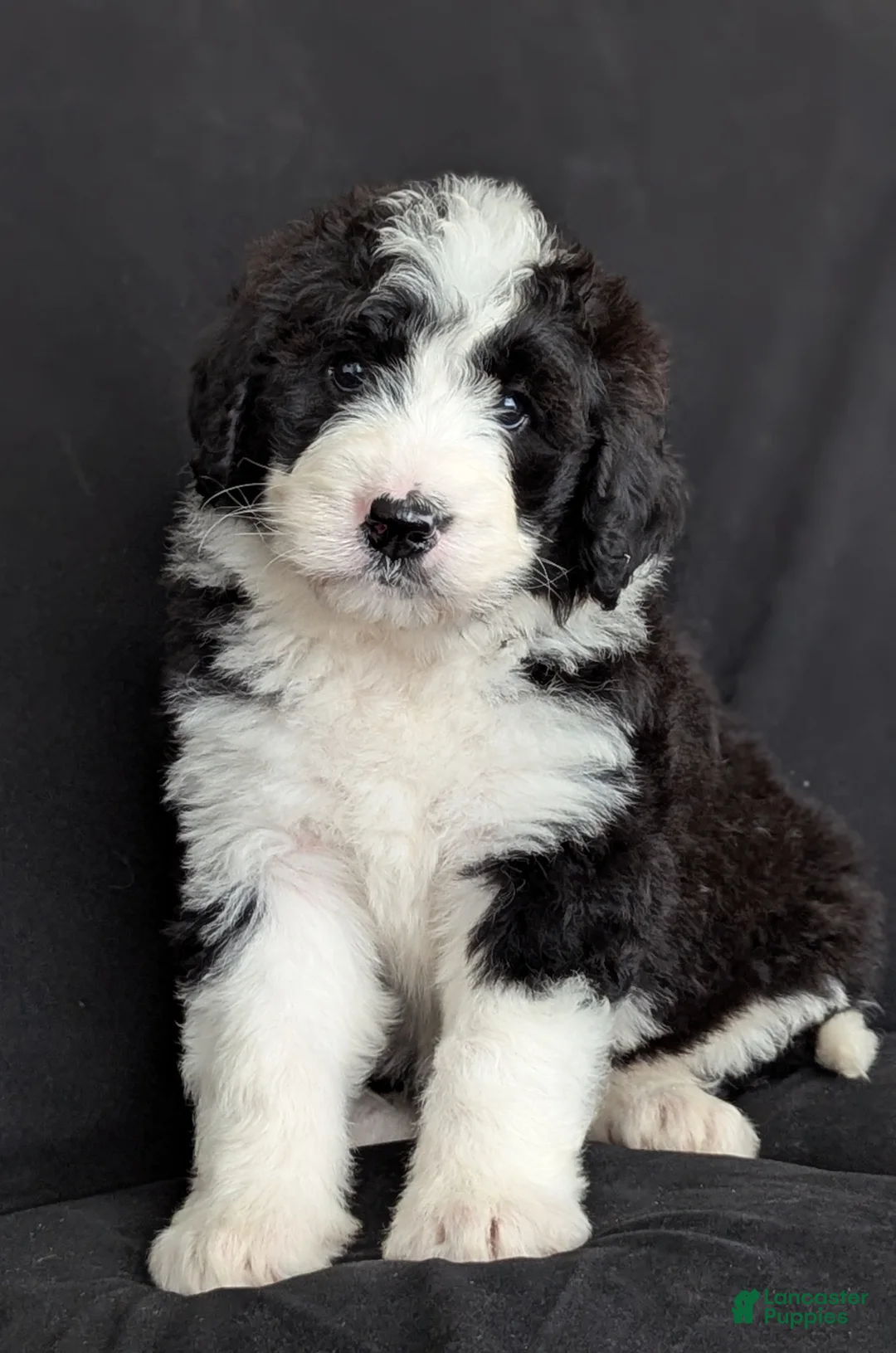 Bernedoodle dogs for sale: Rex - Ad 1