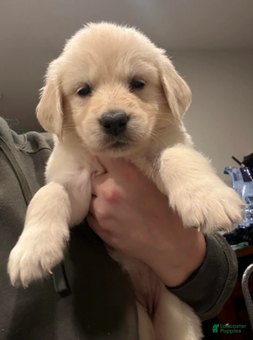 Golden Retriever dogs for sale: Teal girl - Ad 1