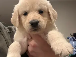 Golden Retriever dogs for sale: Teal girl - Ad 4