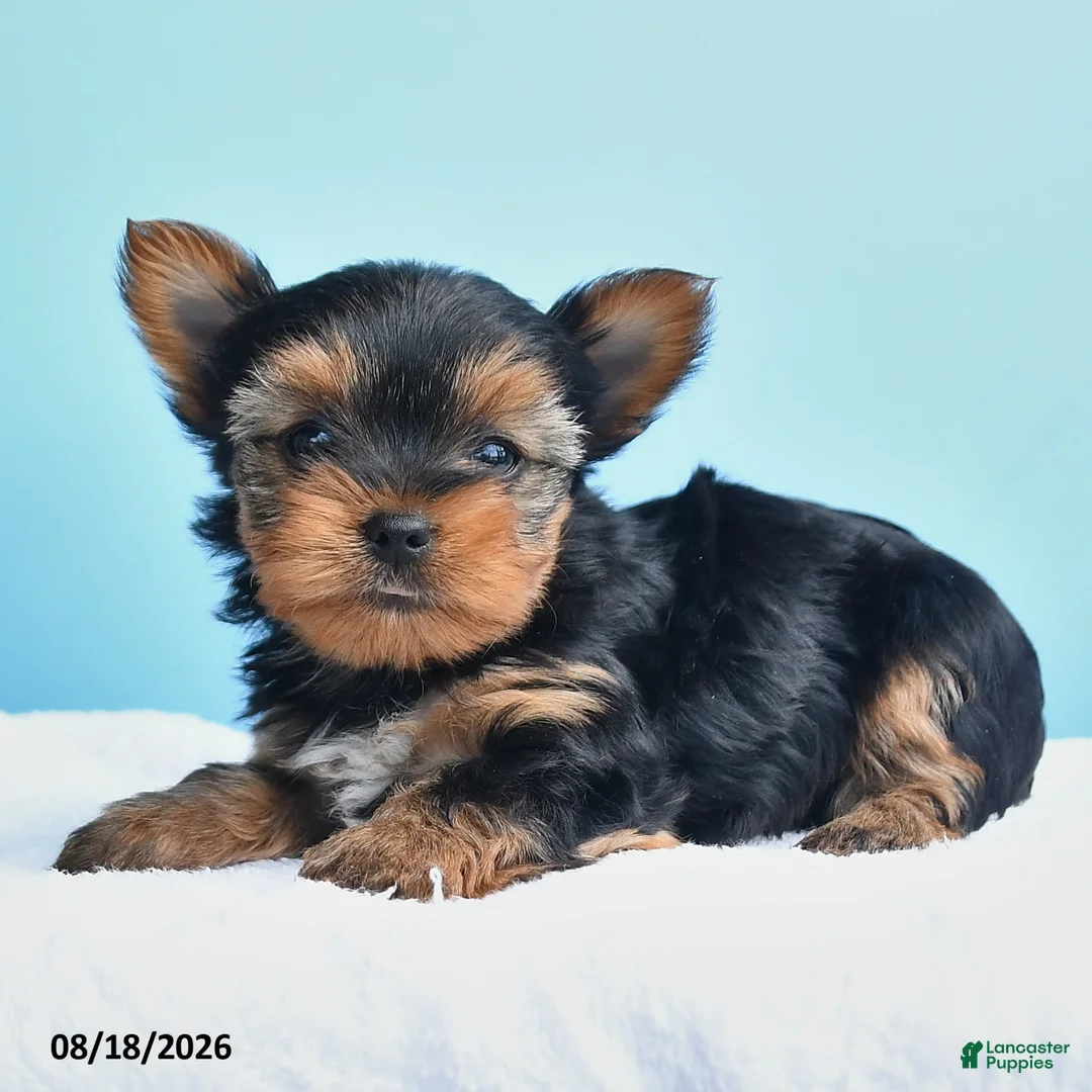 Yorkshire Terrier dogs for sale: Eve - Ad 3