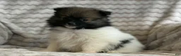 Pomeranian dogs for sale: Rocky - Ad 5