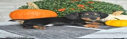 Miniature Dachshund dogs for sale: Perry - Ad 4