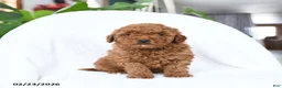 Mini Goldendoodle dogs for sale: Twister - Ad 4