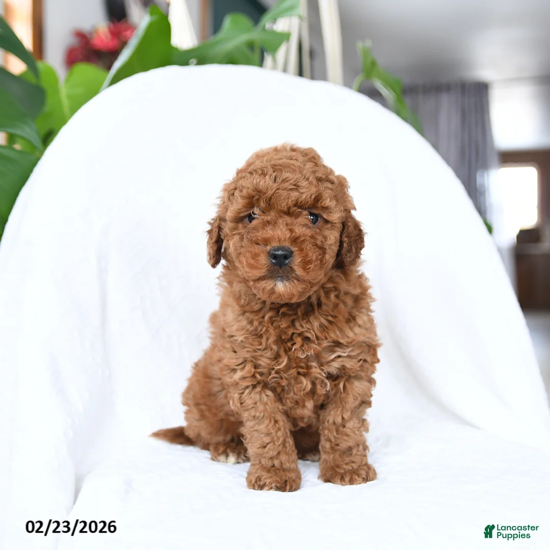 Mini Goldendoodle dogs for sale: Twister - Ad 4