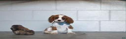 Cavalier King Charles Spaniel dogs for sale: Nemo - Ad 4