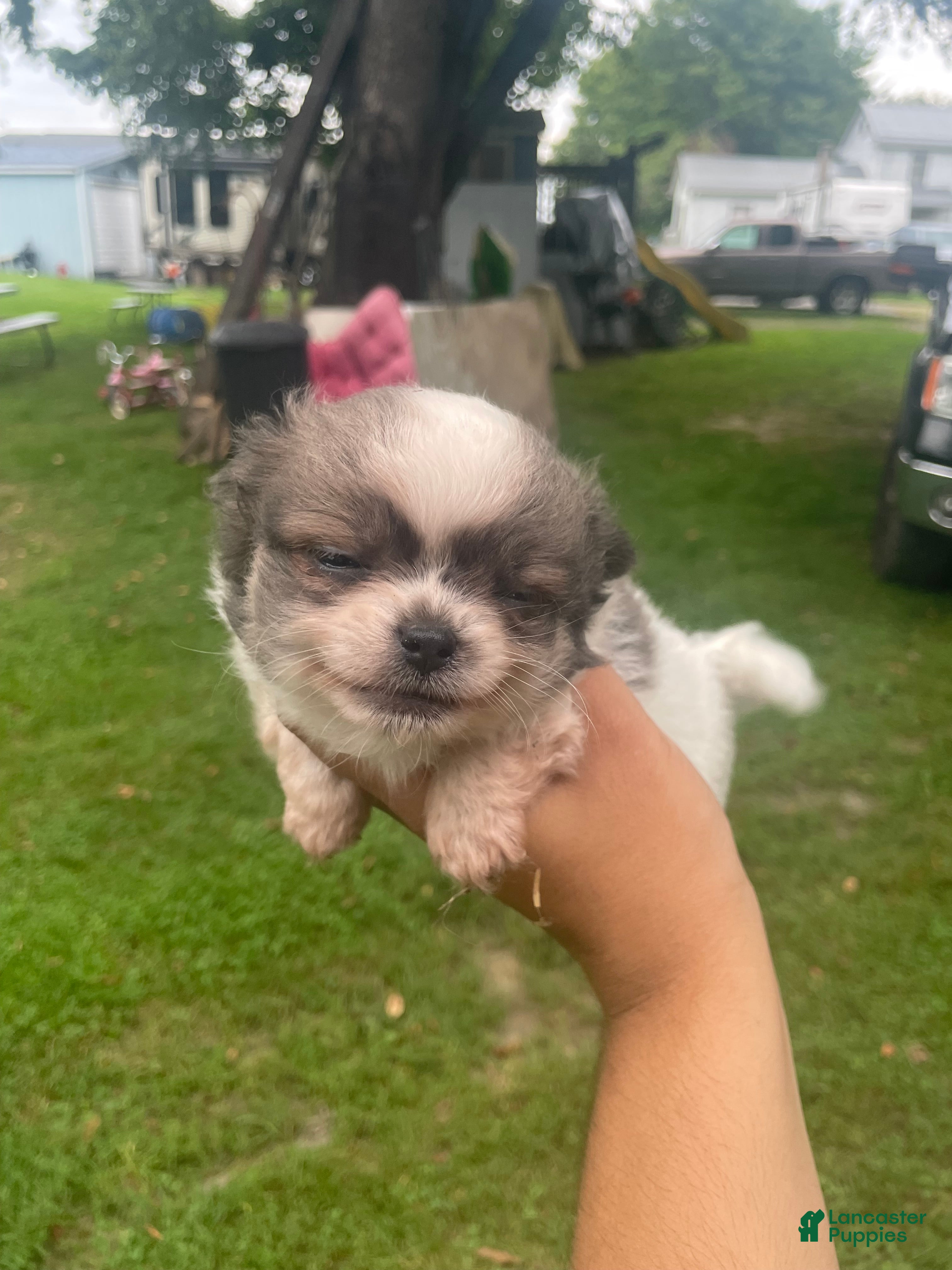 Chihuahua dogs Bandit  - Ad 4