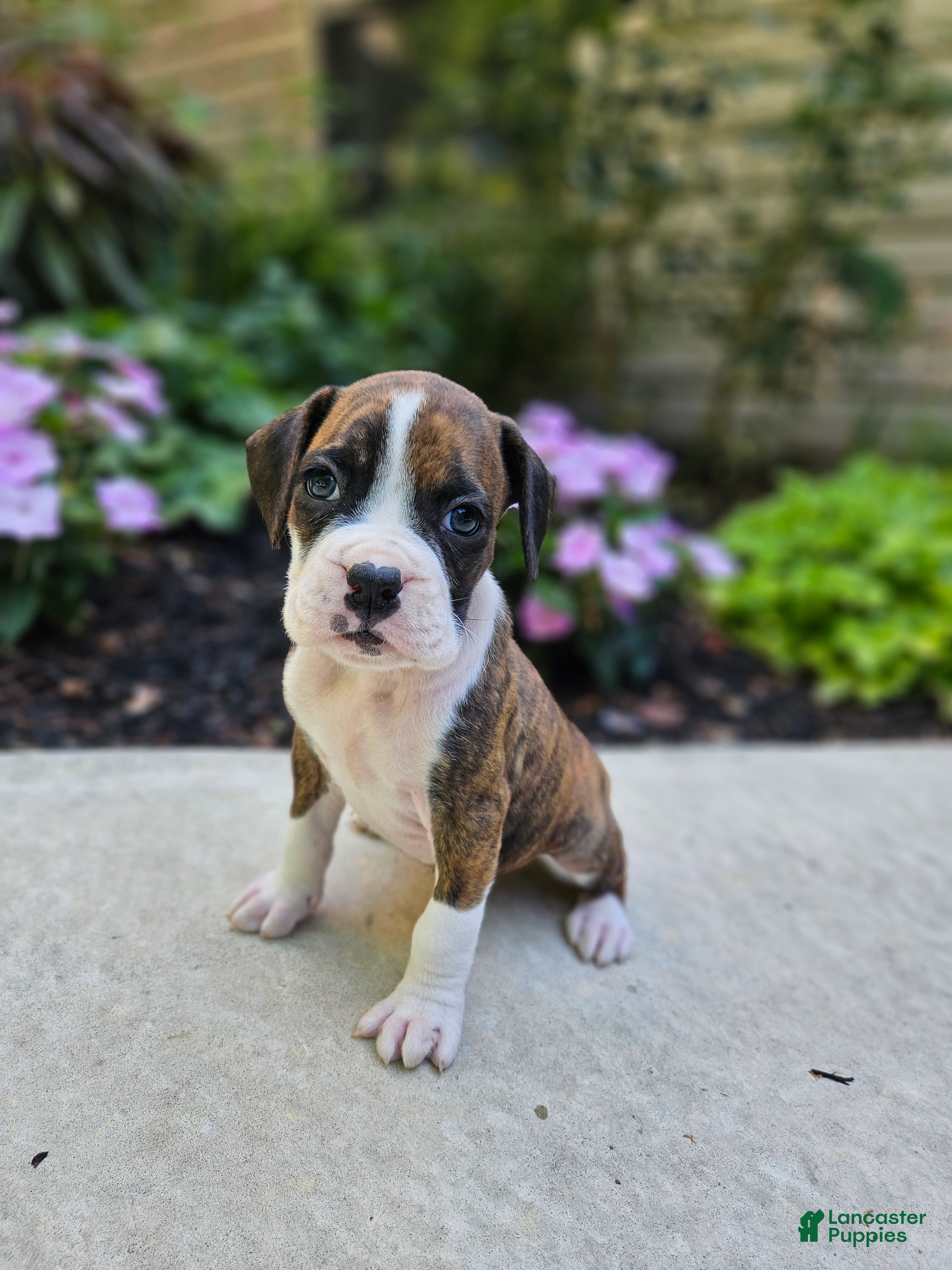 Boxer dogs for sale: Santo - Ad 3