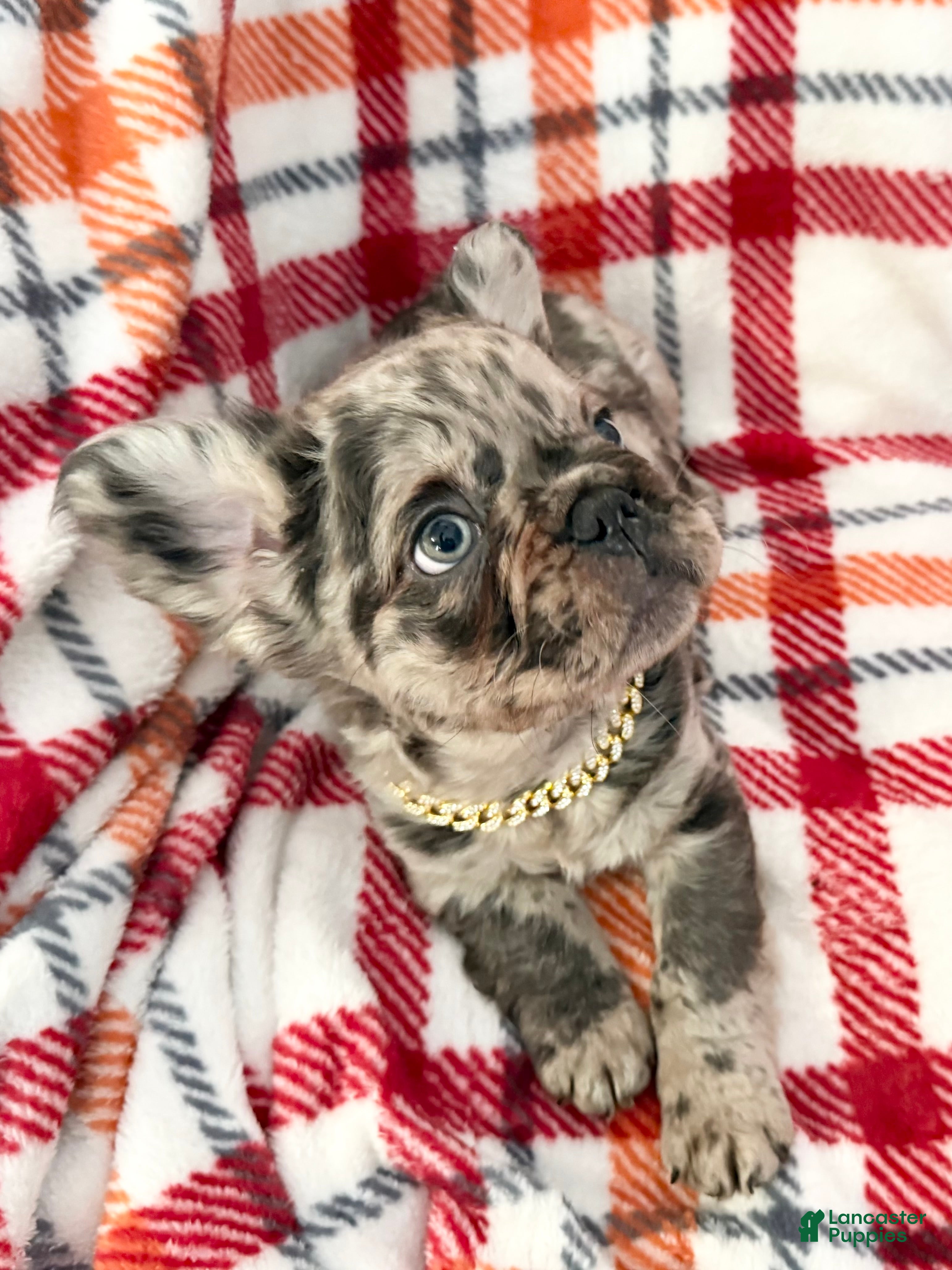 French Bulldog dogs Fluffy Merle (Asher) - Ad 4
