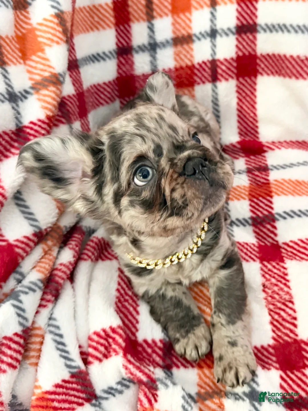 French Bulldog dogs for sale: Fluffy Merle (Asher) - Ad 1