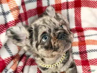 French Bulldog dogs Fluffy Merle (Asher) - Ad 4
