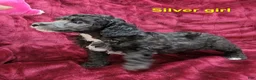Miniature Poodle dogs for sale: Miniature Poodle Silver Girl - Ad 1