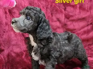 Miniature Poodle dogs for sale: Miniature Poodle Silver Girl - Ad 1