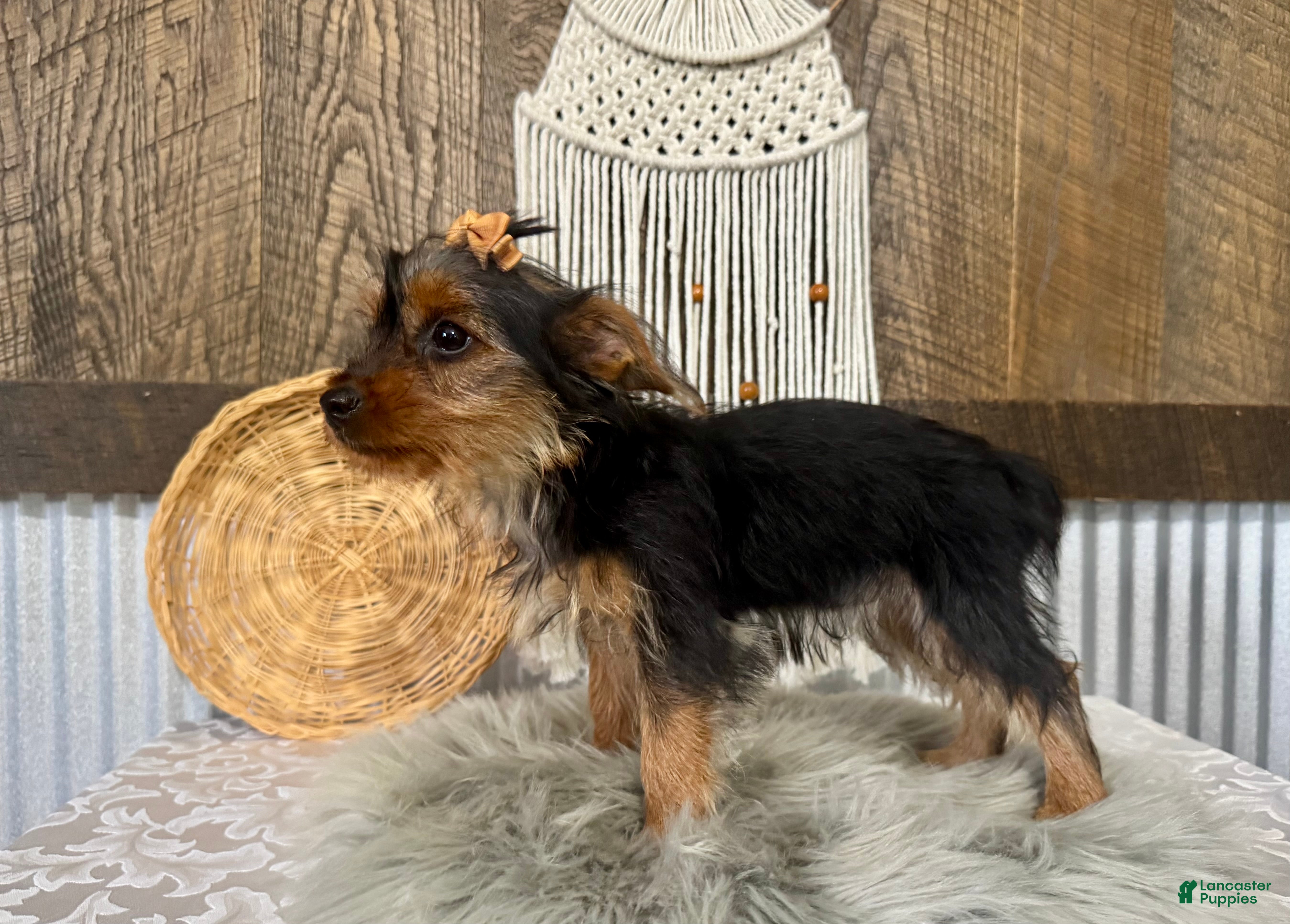 Sharla, Yorkshire Terrier